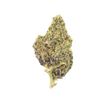 NORTHERN LIGHTS 3.5g x 8ct DISPLAY